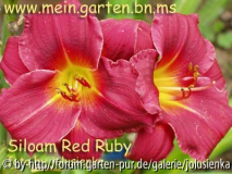 hemerocallis-siloam red ruby