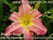 hemerocallis-mayah rose