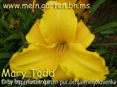 hemerocallis-mary todd