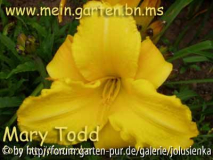 hemerocallis-mary todd
