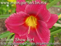 hemerocallis-siloam show girl