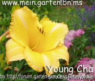young cha-hemerocallis
