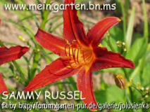 sammy russel-hemerocallis