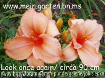 hemerocallis-look once again