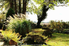 [b]Miscanthus chinensis [/b] ist im herbstlichen Wind bei tiefer stehender Sonne sehr attraktiv