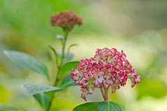 Hydrangea ´Mirai´ Oktober 2011