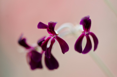 Pelargonium sidoides