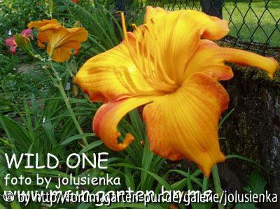 hemerocallis-wild one