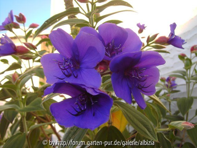 Tibouchina-Quartett