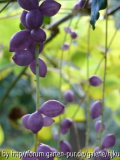 Sinofranchetia chinensis