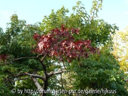 Liquidambar orientalis