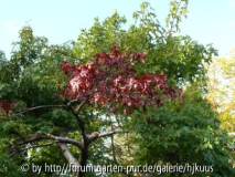 Liquidambar orientalis