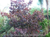 Acer palmatum 'Jakobsen'