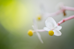 Begonia grandis ´Alba´