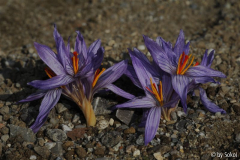 Crocus pallasii 20111018.jpg