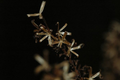 Ligularia Originaldatei 80% Qualität keine Bearbeitung