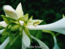 Laubfrosch auf Hostablüte