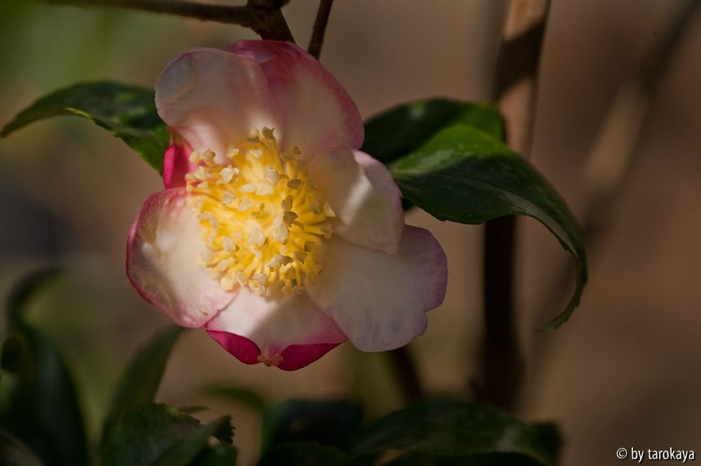 sasanqua variegata 10/11