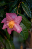 pink granthamiana loc11
