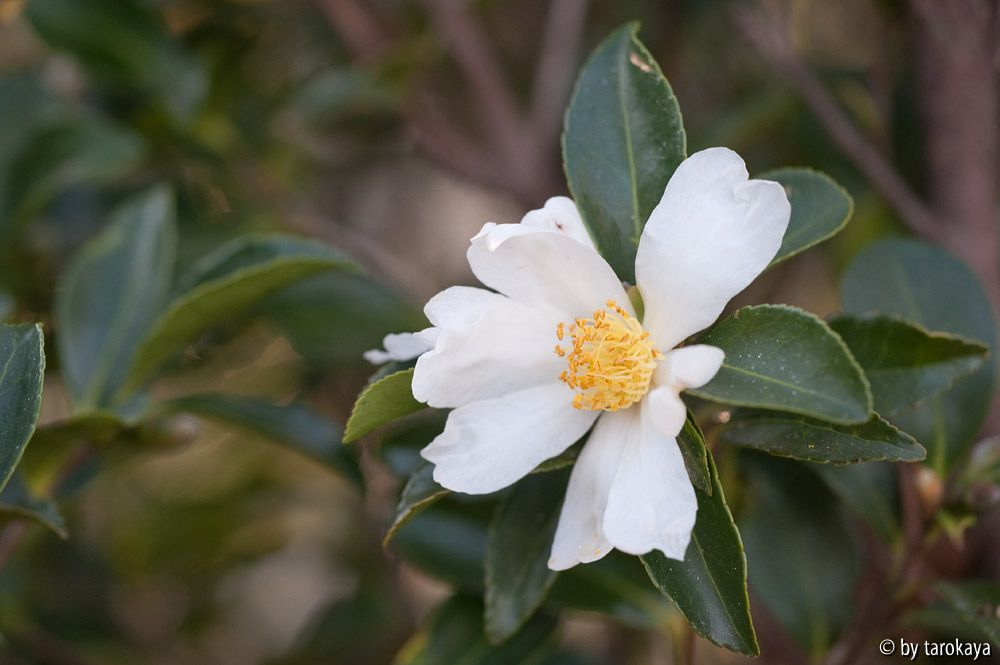 C.miyagii loc11