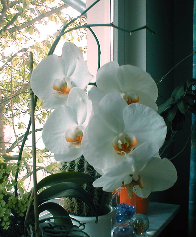 Phalaenopsis