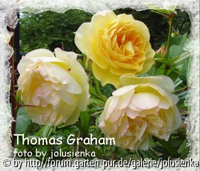 thomas graham-foto by jolusienka