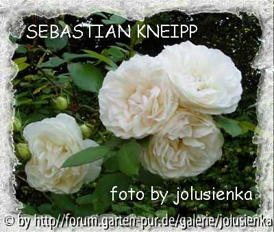 rose-sebasian kneipp-foto by jolusienka