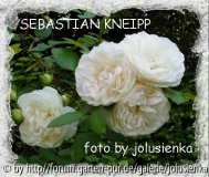 rose-sebasian kneipp-foto by jolusienka