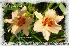 lynn hall,hemerocallis