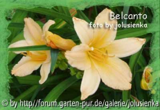 belcanto,hemerocallis,taglilie