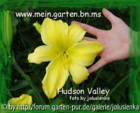 hudson valley-hemerocallis-taglilie