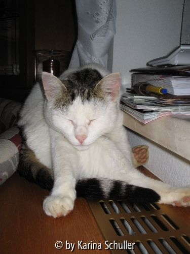 Maxi II