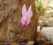 cyclamen rohlfsianum 12.jpg
