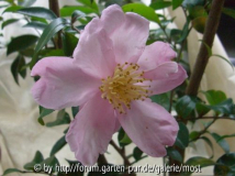 Plantation Pink Okt 11.jpg