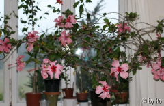 Zimmergarten