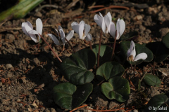 Cyclamen intaminatum 20111023.jpg
