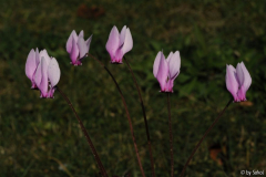 Cyclamen africanum 20111023.jpg