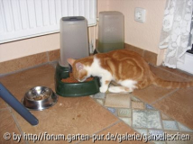 Guten Appettit
