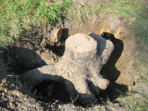 Päonienbeet 20111022_04.jpg