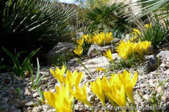 Sternbergia sicula2_11-10.jpg