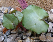 C hederifolium crassifolium2.jpg