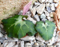 C hederifolium crassifolium.jpg