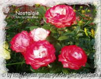 rose nostalgie