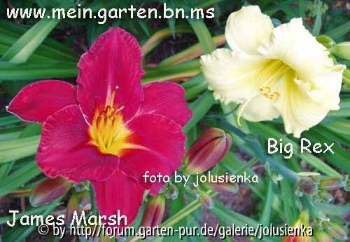 hemerocallis-james marsh und big rex-foto by jolusienka