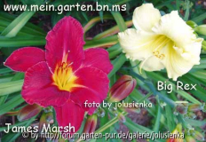 hemerocallis-james marsh und big rex-foto by jolusienka