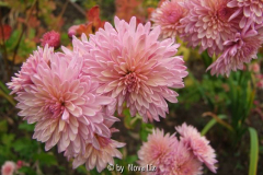 Chrysanthemen.JPG