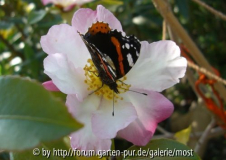 Versicolor mit Schmetterling.jpg