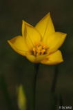 Ipheion philippii 20111030.jpg