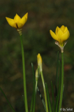 Ipheion philippii 20111030 (3).jpg