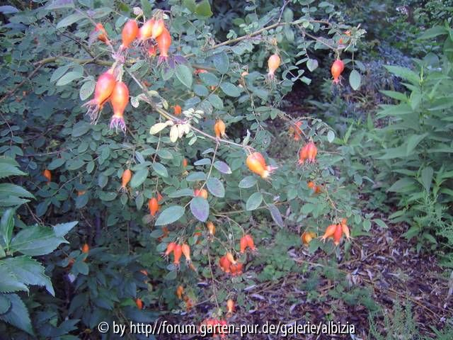 Rosa sweginzowii Macrocarpa Butten